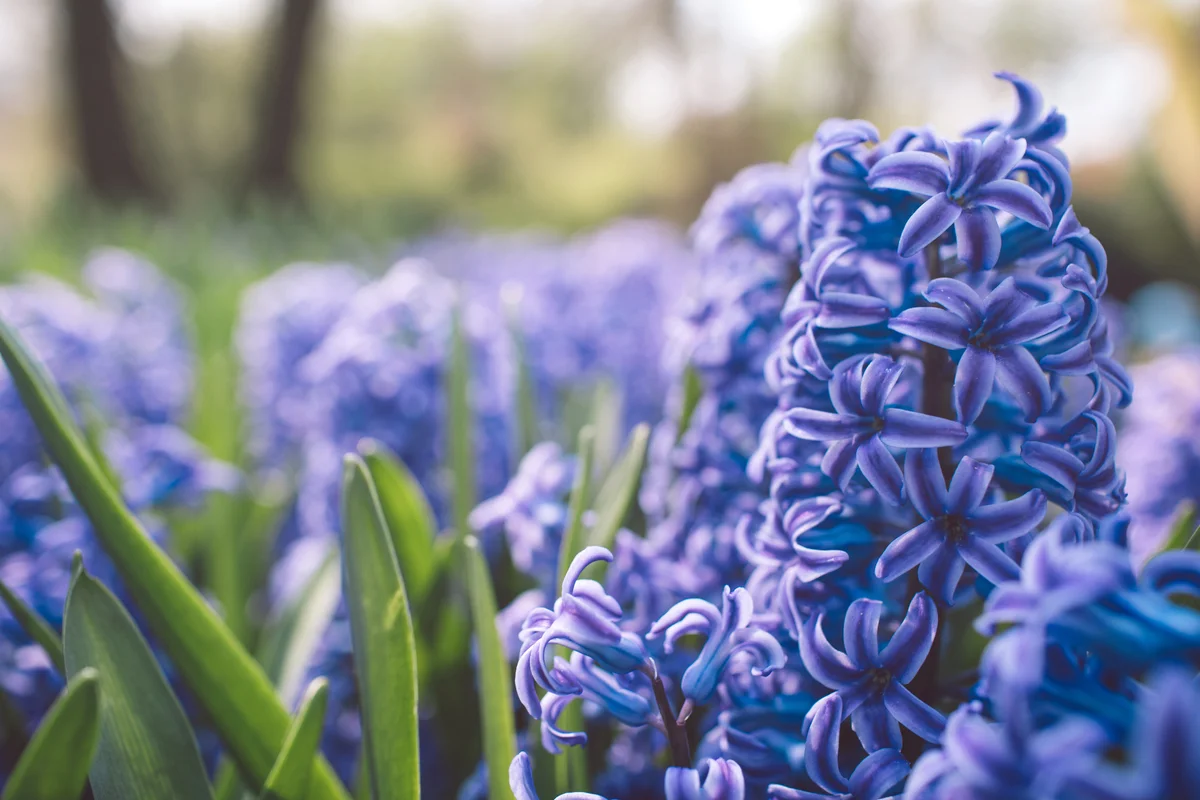 Purple Crocus Flowers