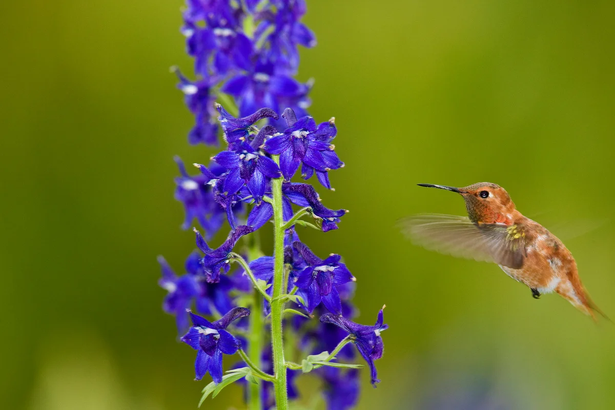 Larkspur and Rufous Hummingbird