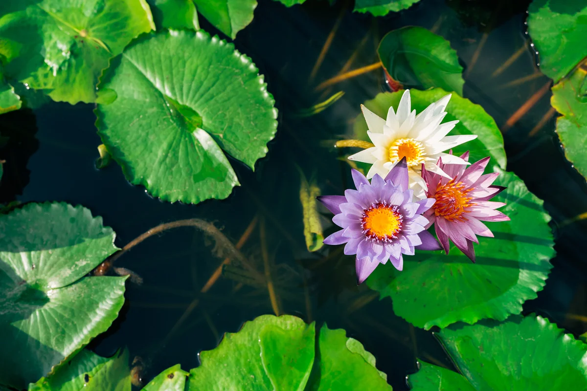 Three different colored open water lily flowers in a pond