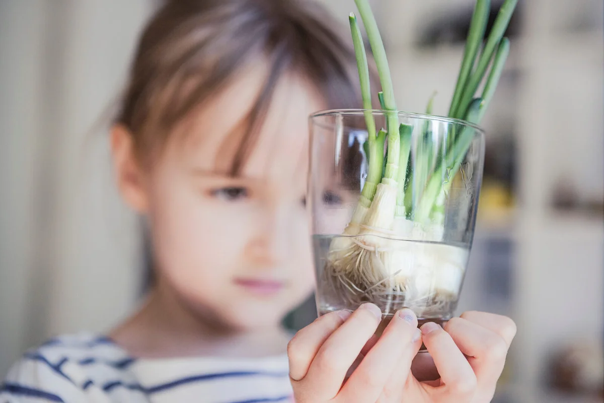 Child holding a glass full of spring onions regrowing shoots from leftover roots