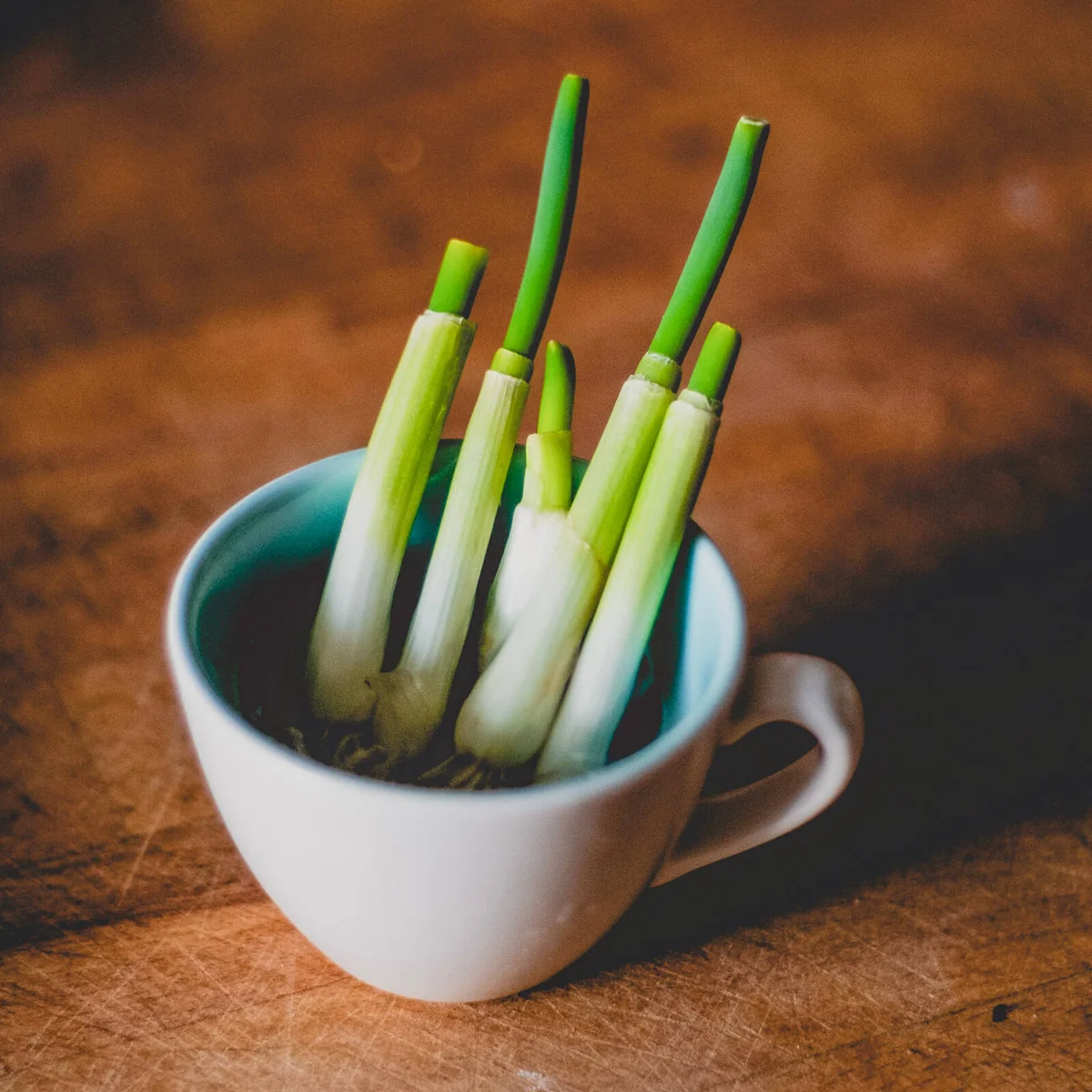 Homegrown spring onions