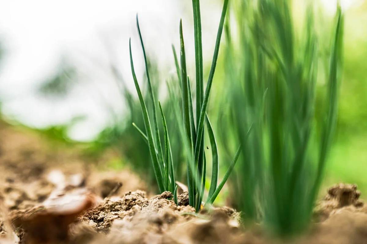 green onions in the garden in the countryside
