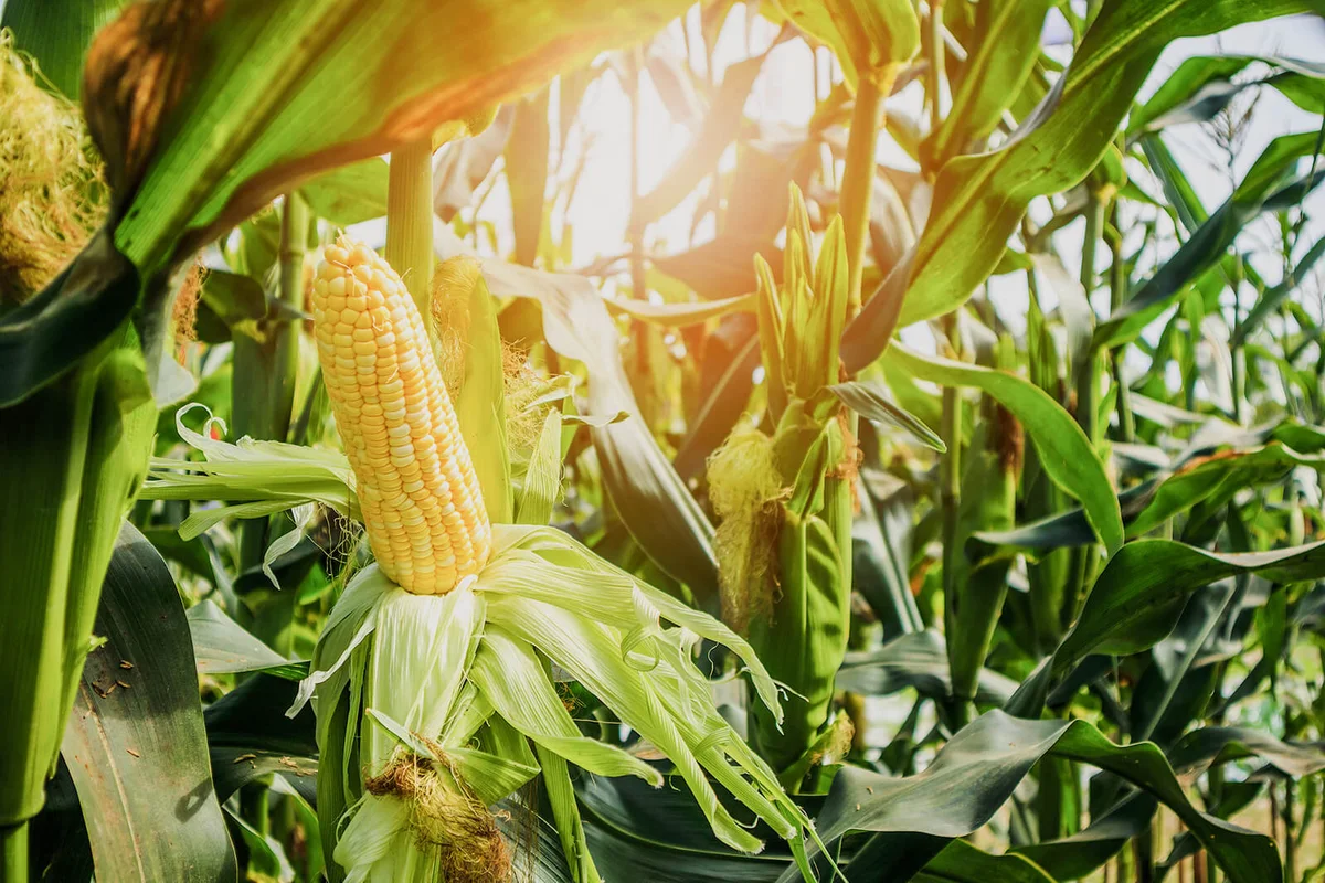 Corn cob with green leaves growth in agriculture field outdoor