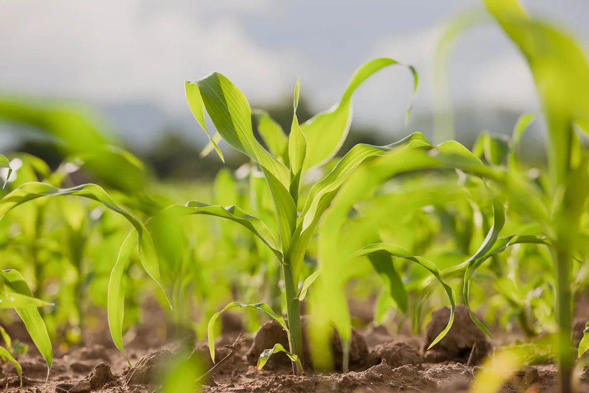Young corn seedlings in a field