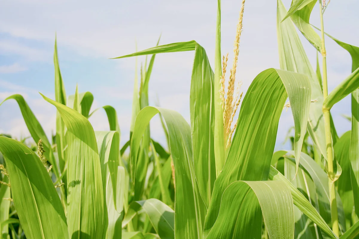 Field of green corn during summer