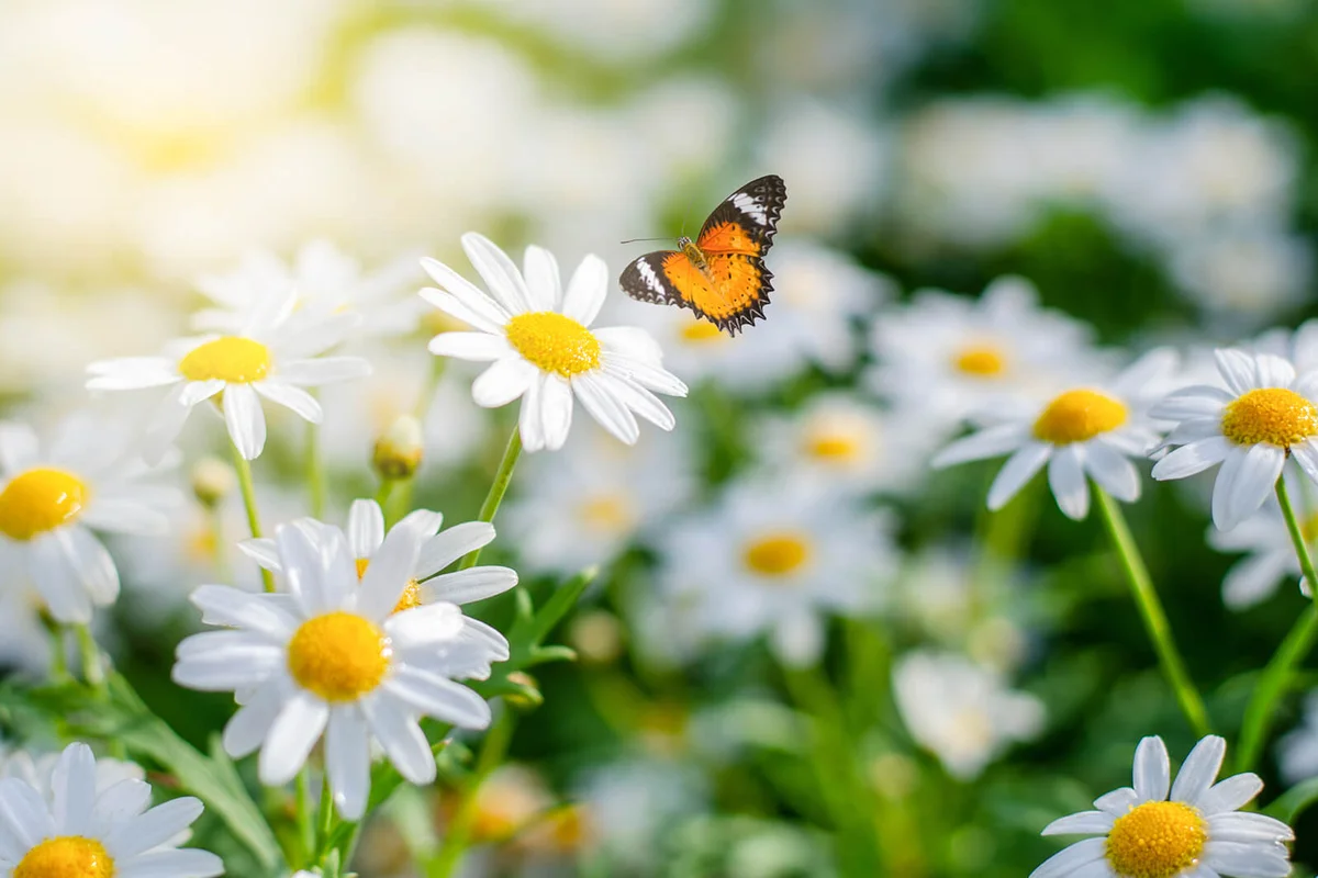 yellow orange butterfly is on the white pink flowers in the green grass fields
