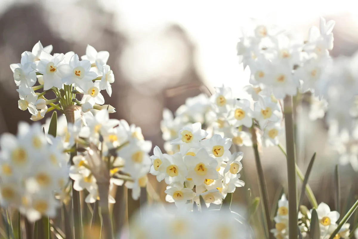 White jonquil flowers
