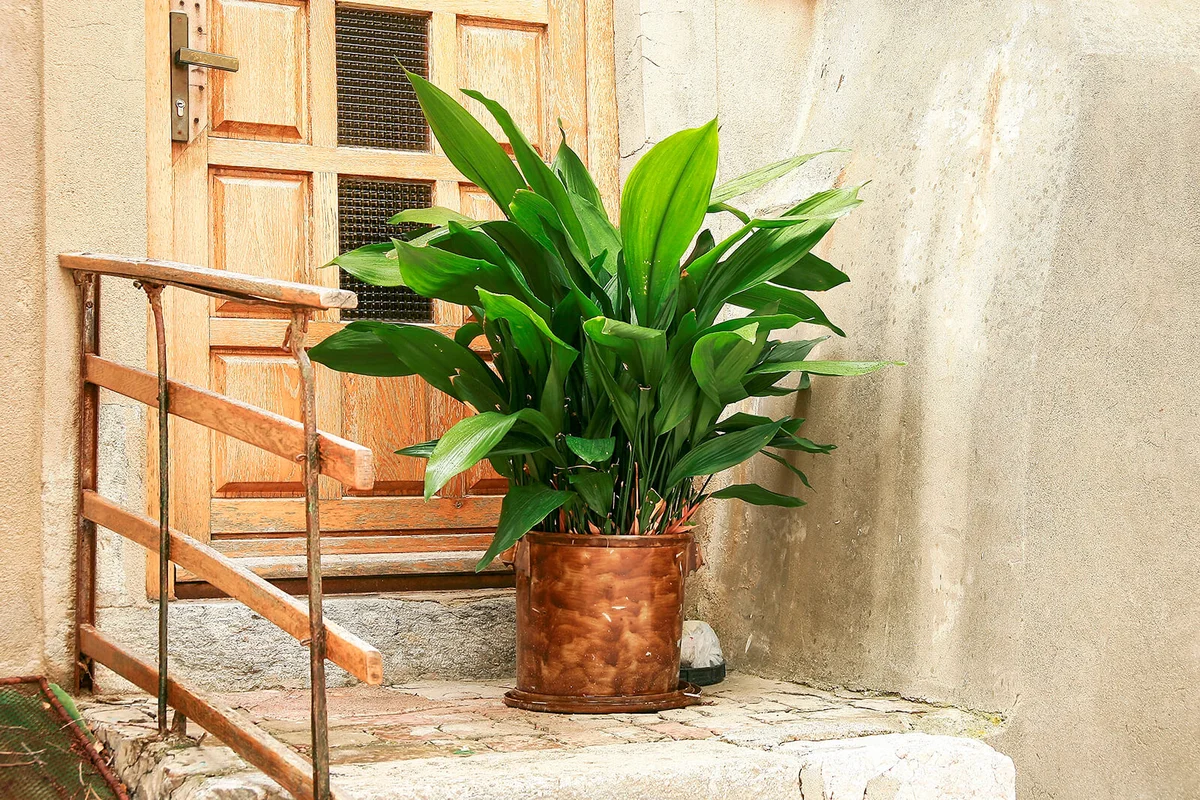 Cast Iron Plant or Aspidistra elatior | Getty Editorial Use