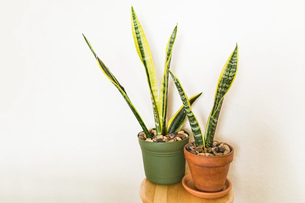 Snake Plant Houseplant 'Laurentii'