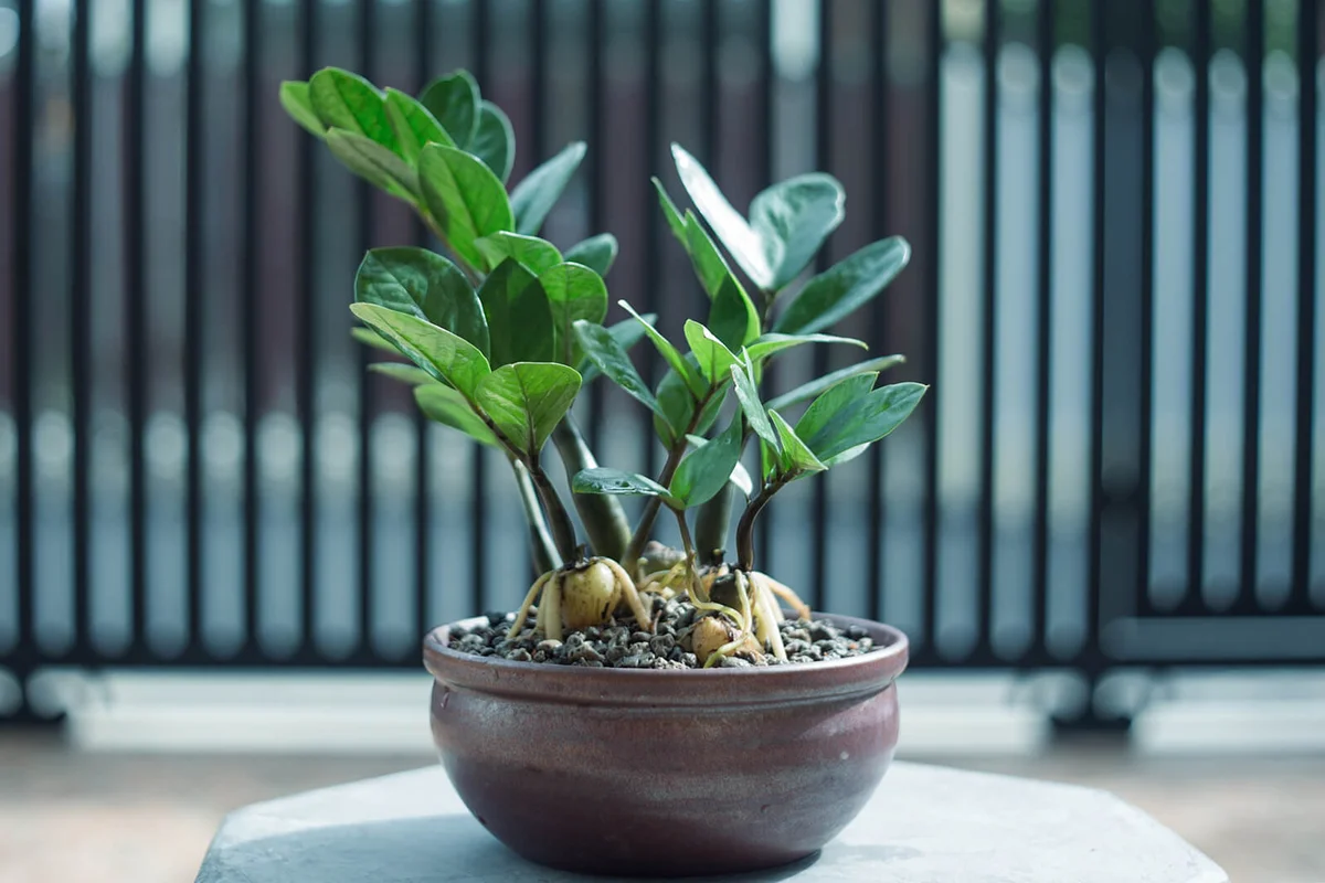Zz Plant Or Zamioculcas Zamifolia