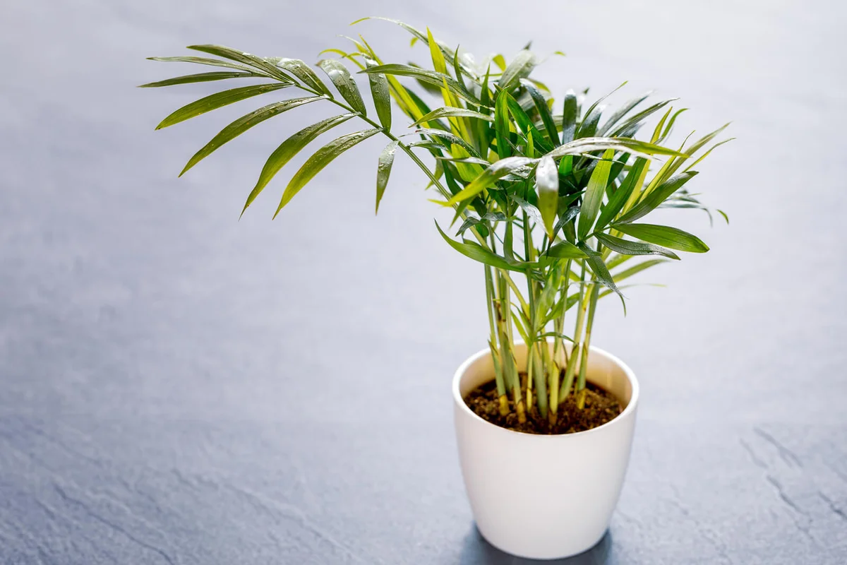 Parlor Palm or Chamaedorea elegans