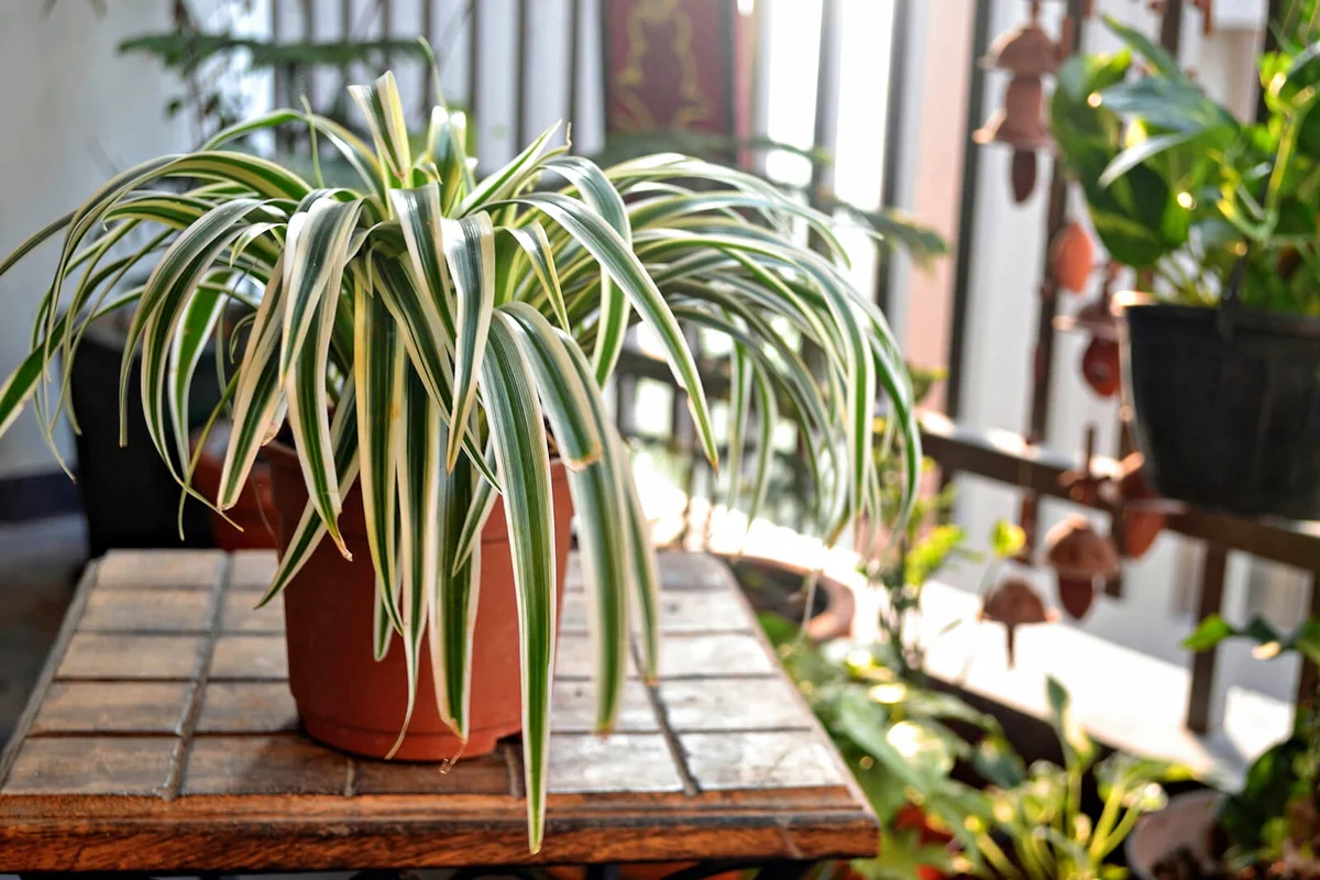 Spider plant on a wooden table at home balcony