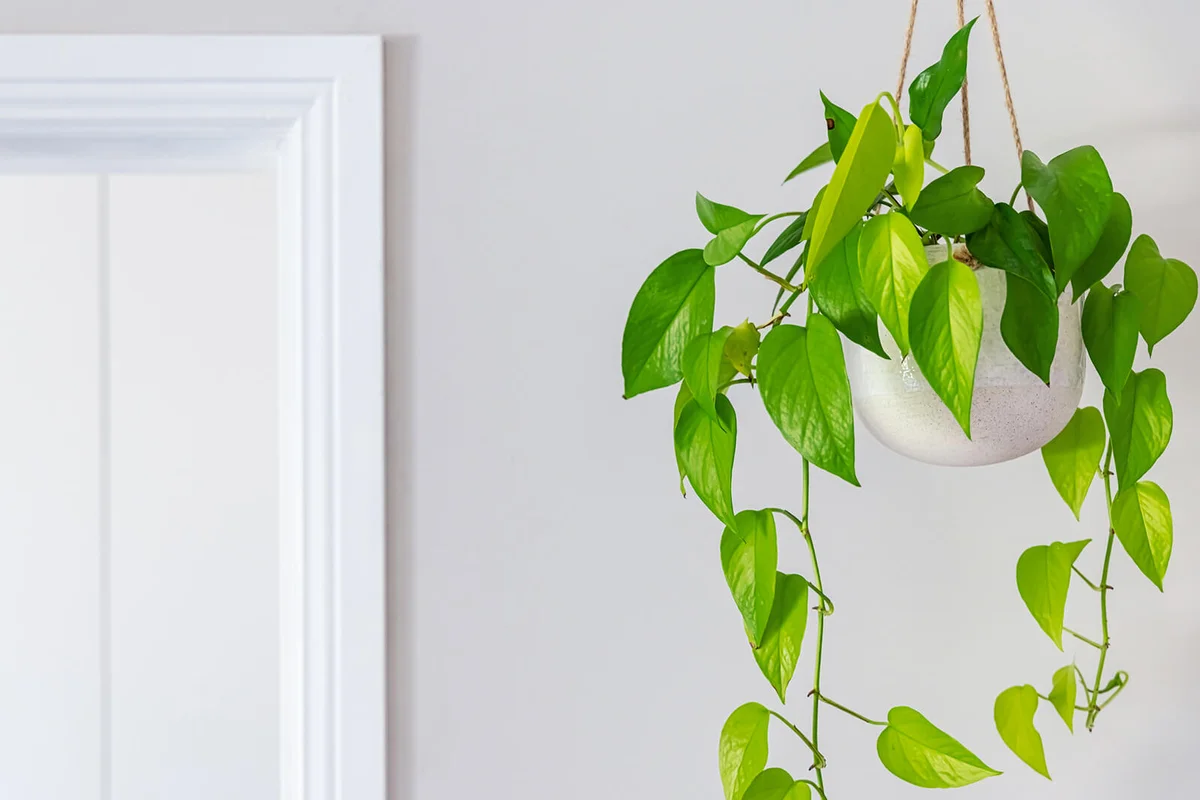 Devils ivy golden pothos indoor plant