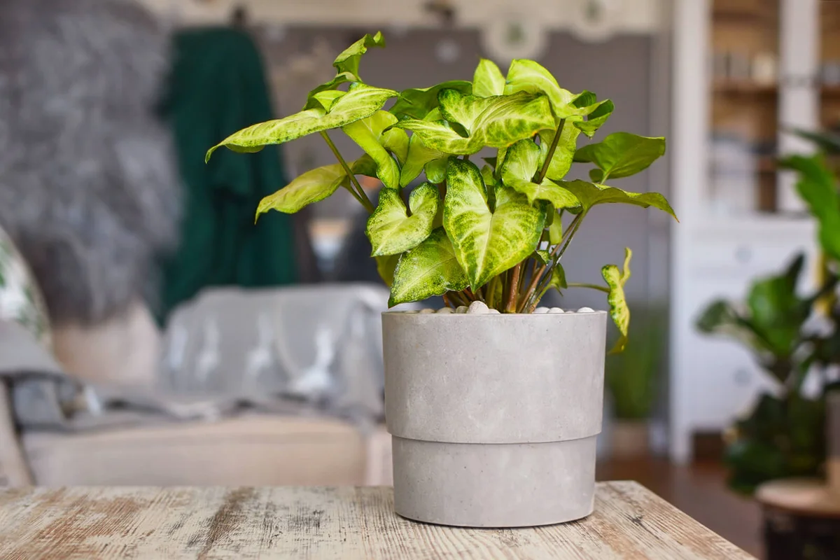 Light green exotic Syngonium Podophyllum vine plant in gray flower pot