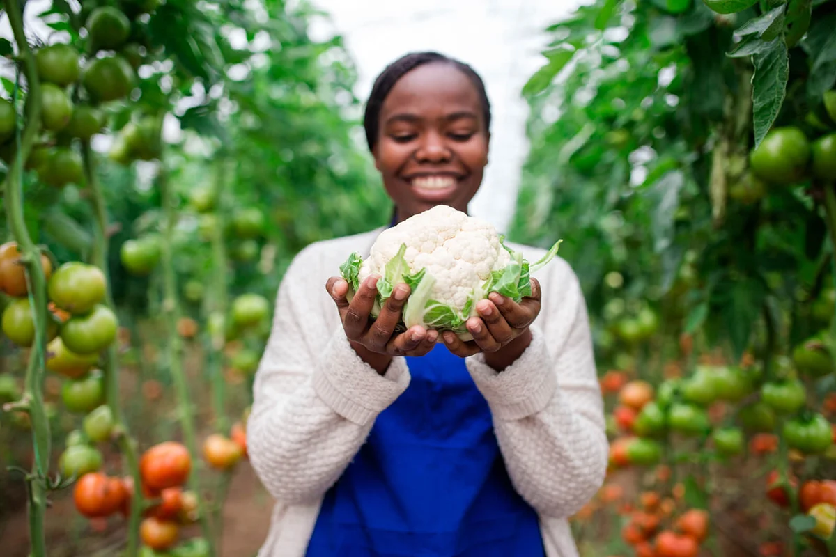 Woman Holding Fresh Cauliflower In Organic Greenhouse