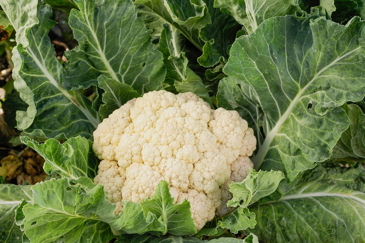 organic cauliflower cluster growing on the end the plant stalk