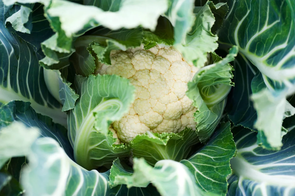 Cauliflower, extreme close-up