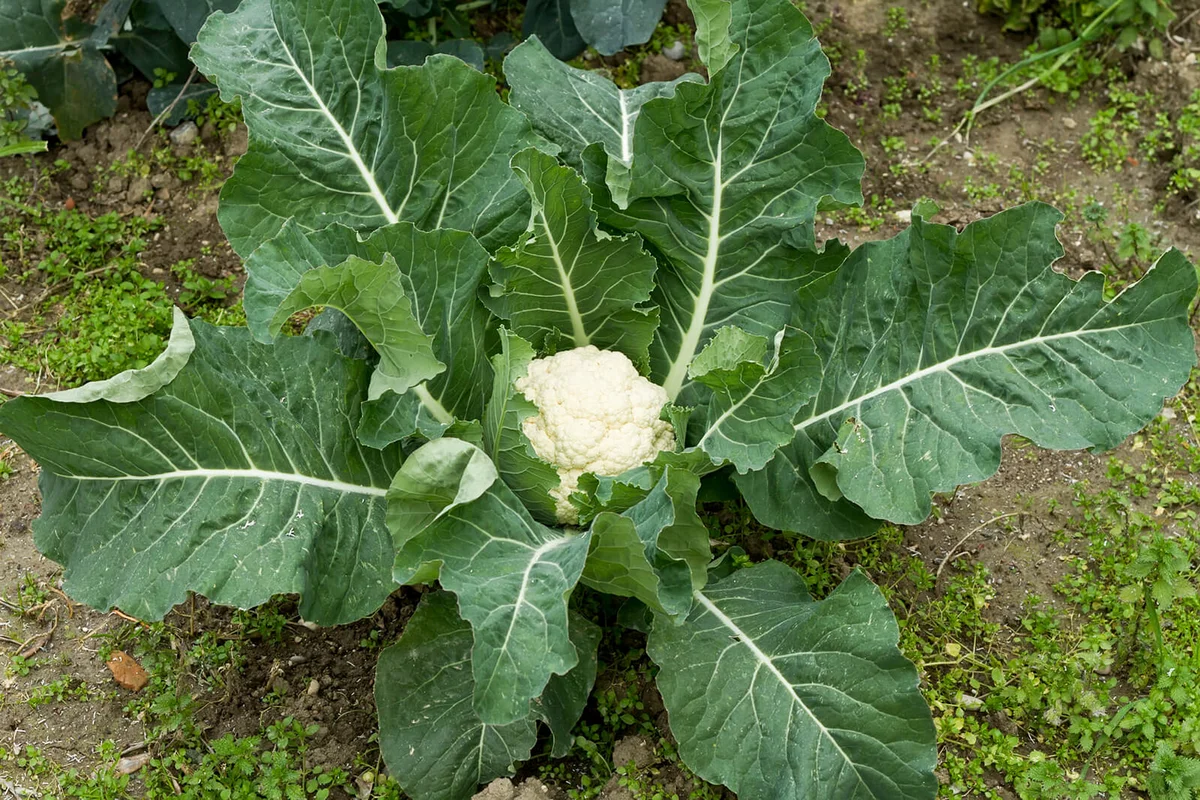 Organic Cauliflower plant