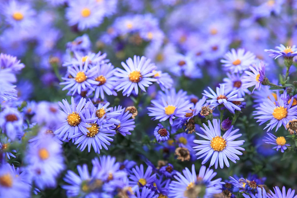 small purple asters wildflowers background