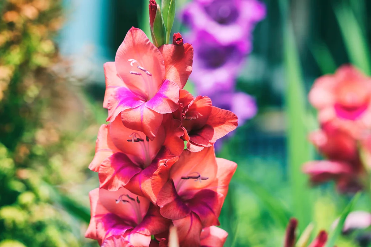 blooms of Gladiolus