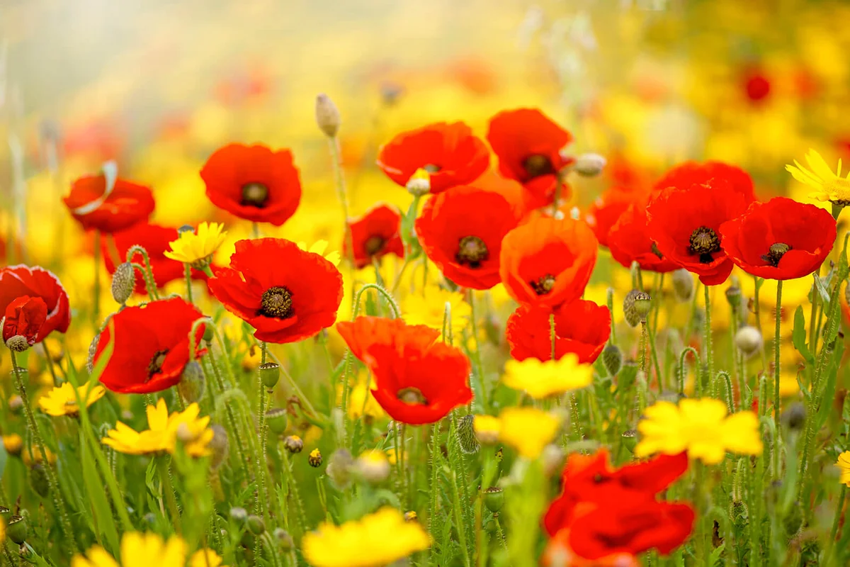 red poppy flowers
