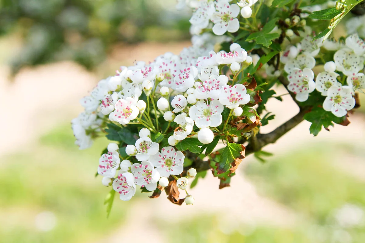 White Hawthorn blossom on branch