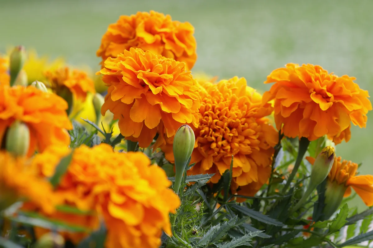Closeup of orange marigold flowers and foliage