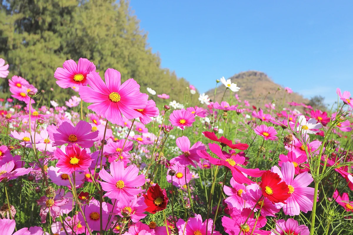 Colorful cosmos flowers blooming in the garden
