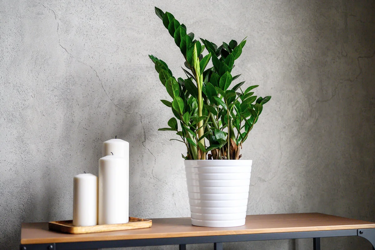 zamioculcas zamiifolia plant in white flower pot