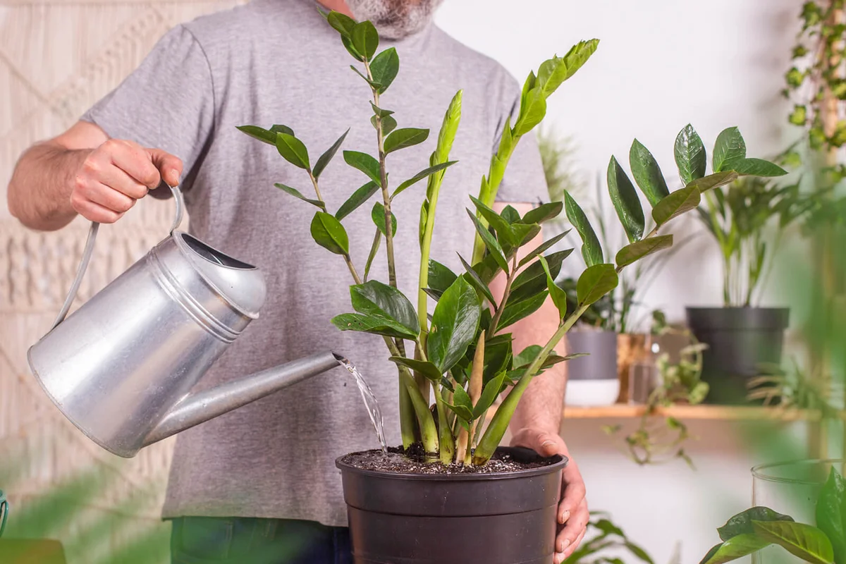 Man watering Zamioculcas Zamiifolia plant