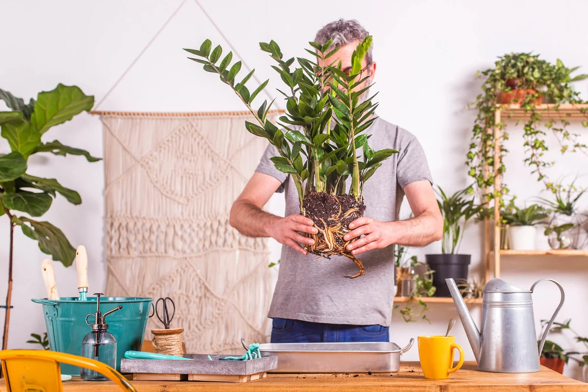 Man holding Zamioculcas Zamiifolia plant while standing at home