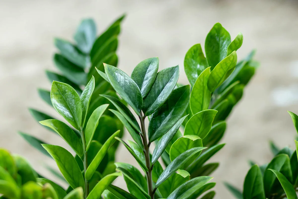 Zamioculcas zamifolia plant