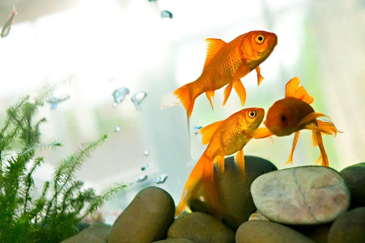 Goldfish swimming in tank