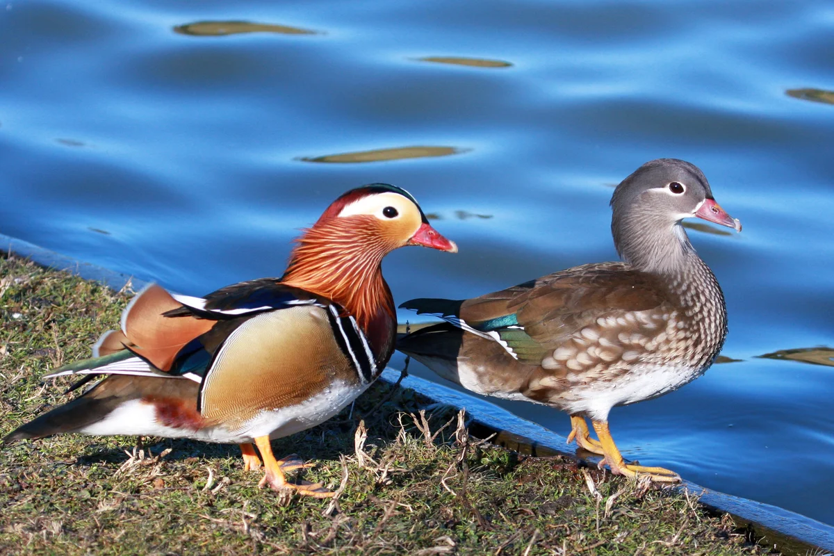 Mandarin Ducks
