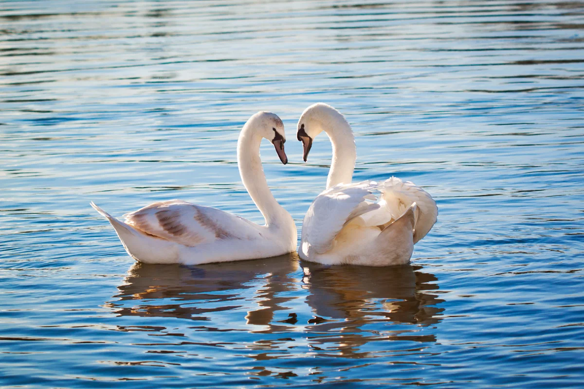 Two white swans forming a heart shape with their necks