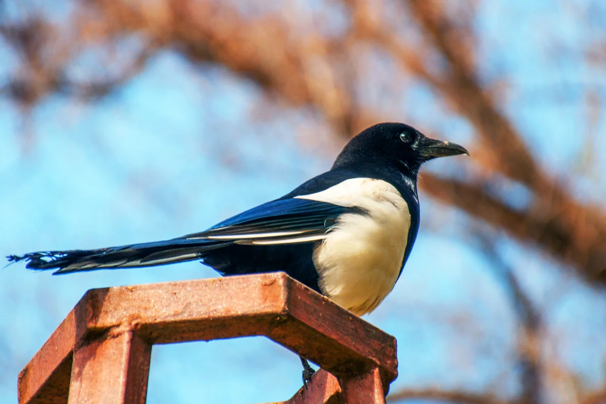 Magpie Perching on a Trellis