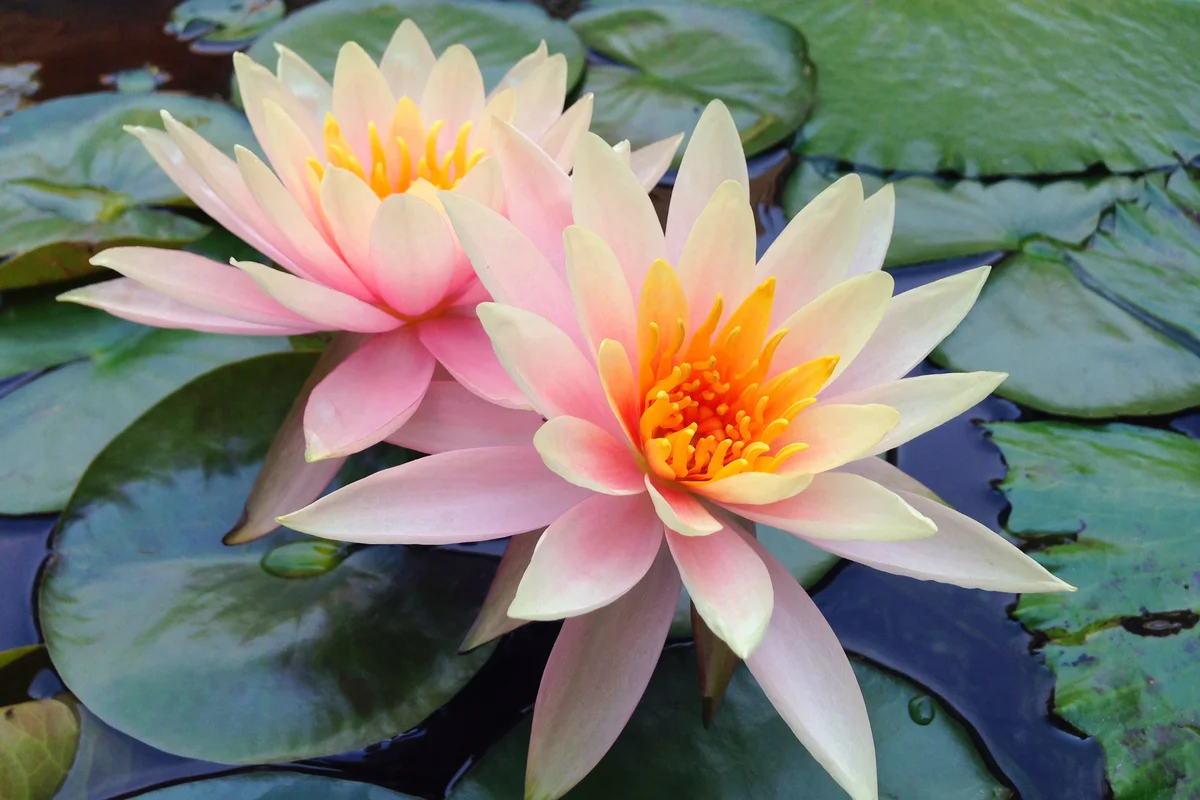 Lotus Water Lily In Lake
