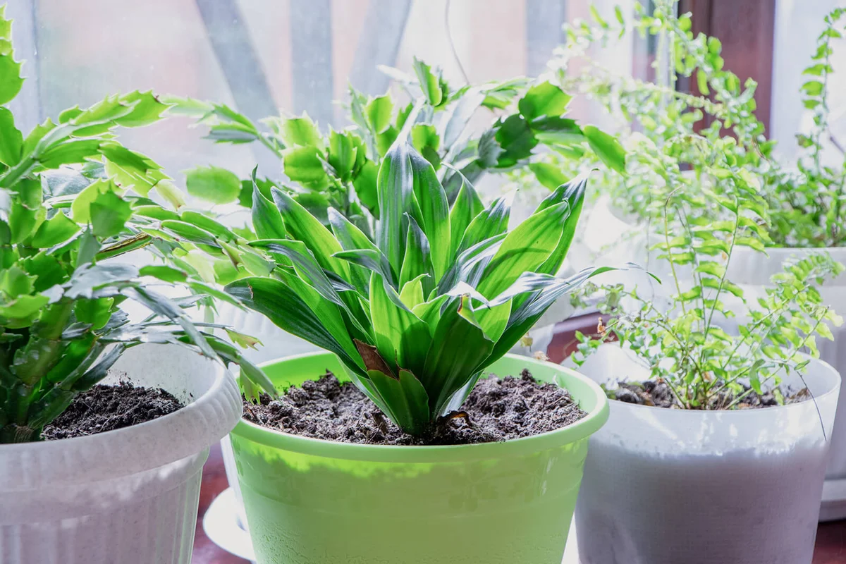 Aspidistra or cast iron plant