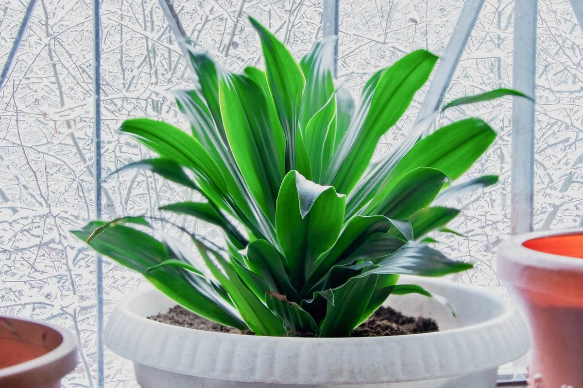 Aspidistra or cast iron plant