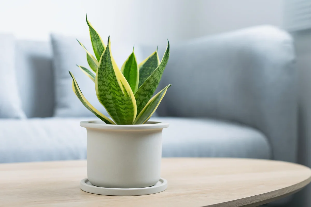 Decorative Sansevieria Plant On Wooden Table