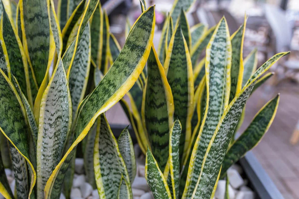 Sansevieria (Snake Plant)