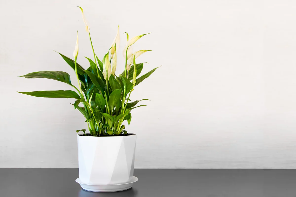 Spathiphyllum flower on a white background