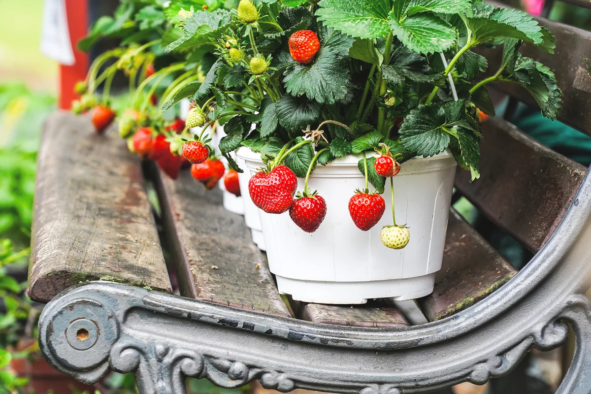 Strawberries in white pots