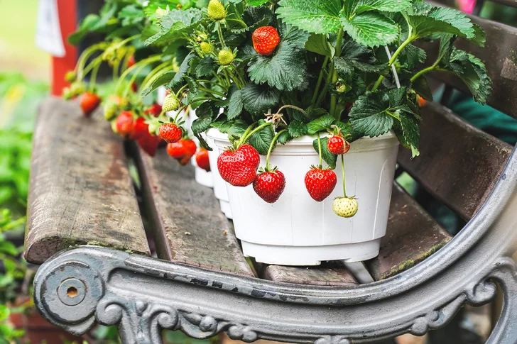 Growing Strawberry Plants in Pots: Your One-Stop Guide