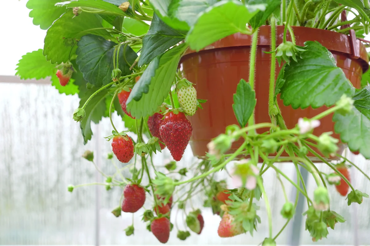 Hanging basket of strawberries