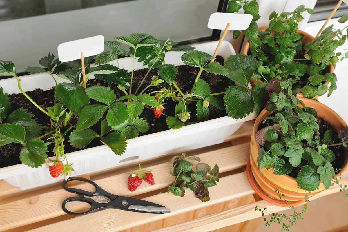 Small strawberry garden built on the balcony in the apartment
