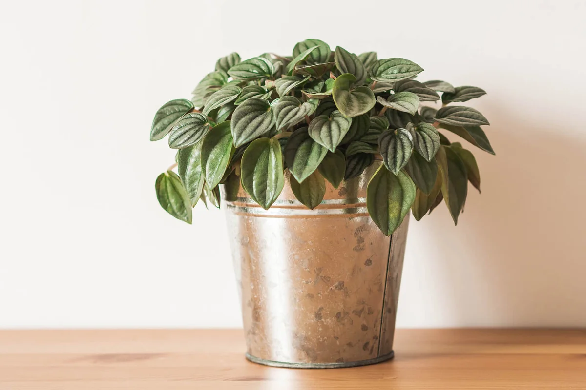 Peperomia argyreia houseplant in pot