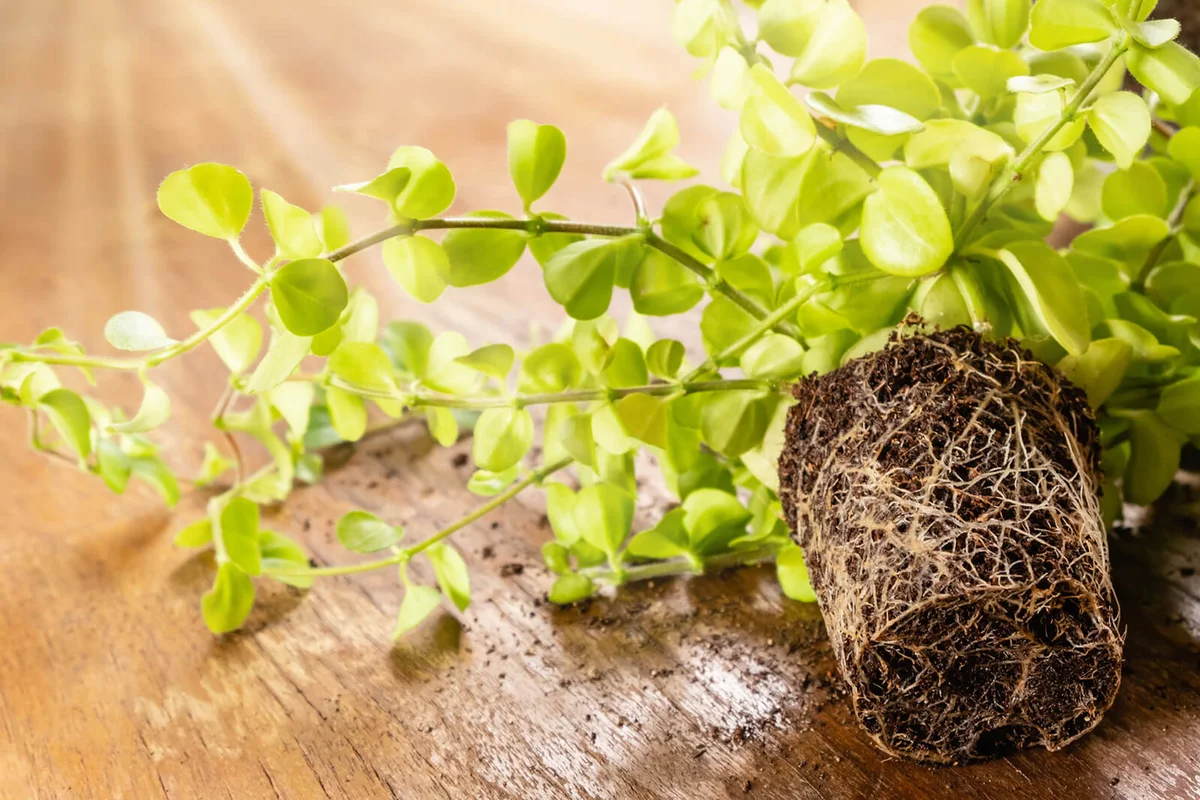 Peperomia plant with roots on wooden table