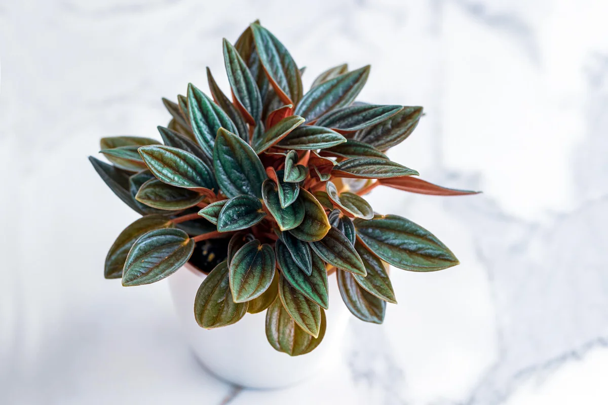 Peperomia Rosso on white marble background
