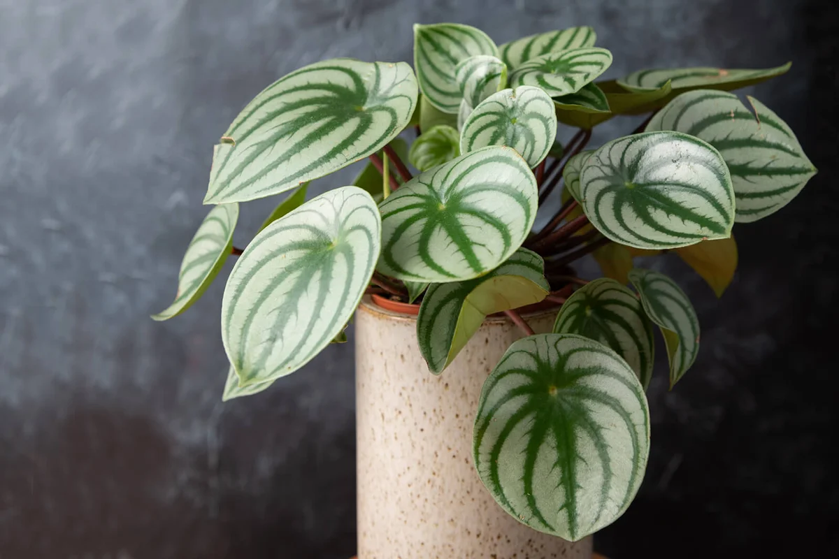 peperomia argyreia plant